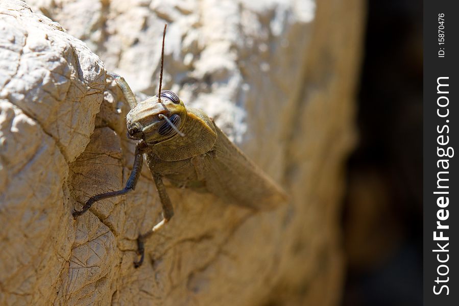 Brown locust on the yellow sandstone