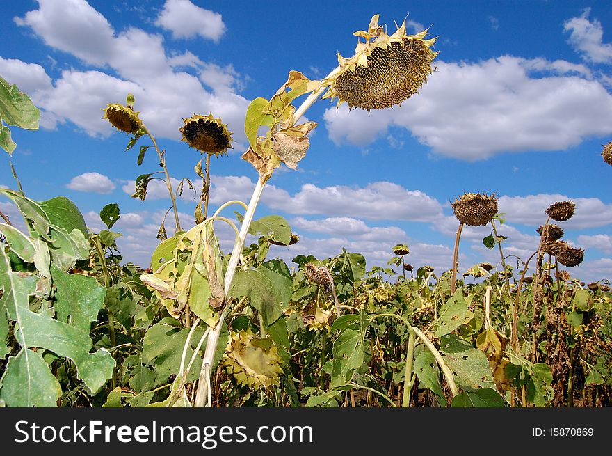 Ripe plates of sunflower on Ukrainian field. Ripe plates of sunflower on Ukrainian field.