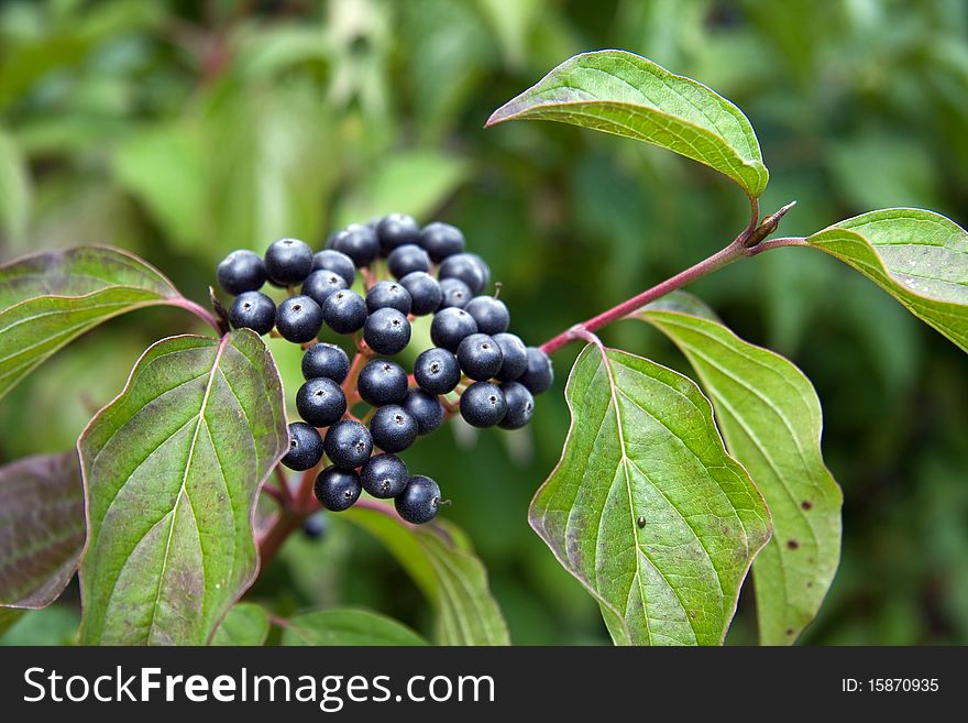 Wild berries with green leaves against green backdrop