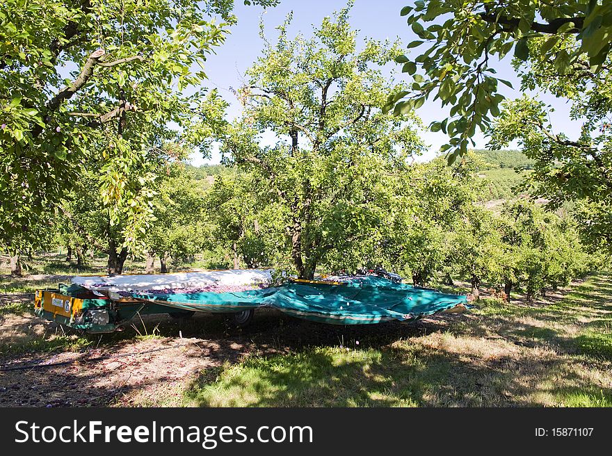 Plums being harvested by a tractor and special trailer