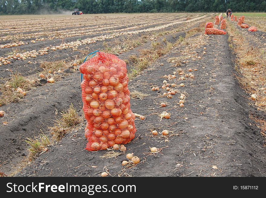 Bags with onion during harvesting this vegetable.