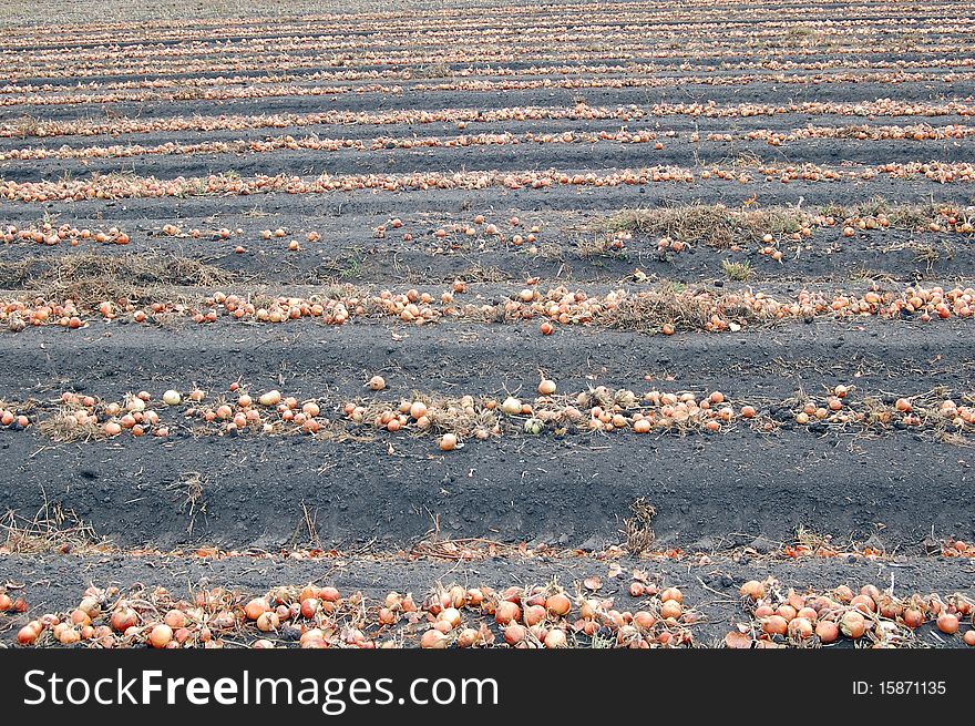 Field with onion during harvesting