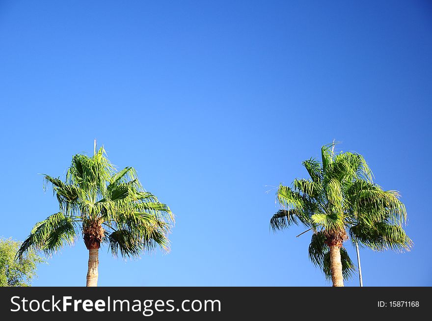 Palm trees ob blue sky