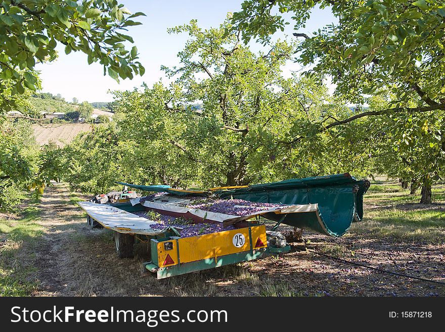 Plums being harvested by a tractor and special trailer