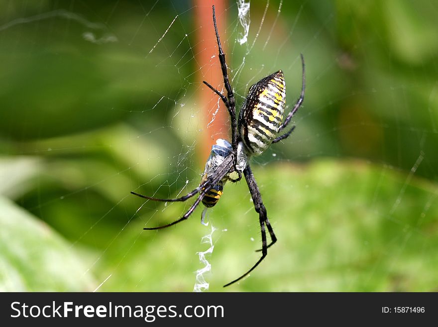 Banded Garden Spider Female