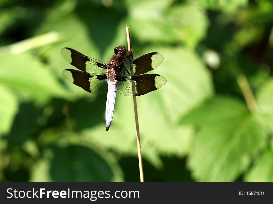 Common Whitetail Dragonfly libellula lydia warming in sun