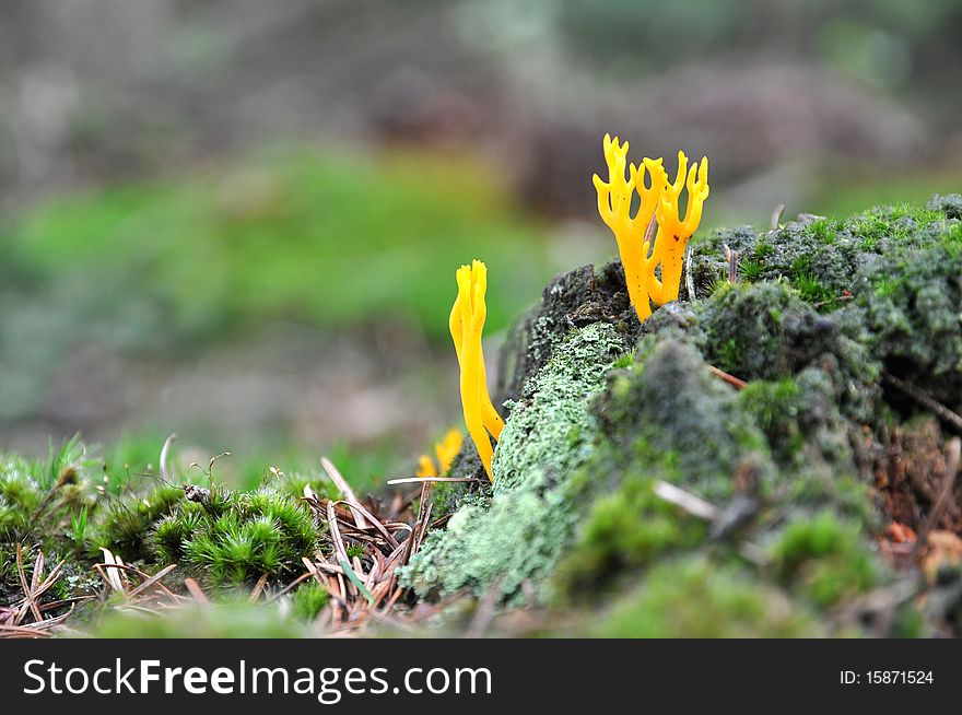 Strange Yellow Mushroom