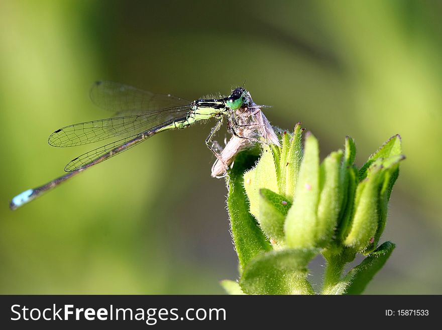 Eastern Forktail Damselfly ischnura verticalis feeding on small moth