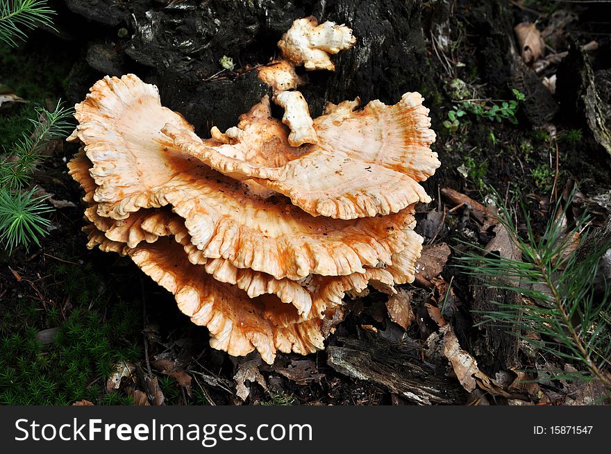 Big bracket fungus on a rotten tree