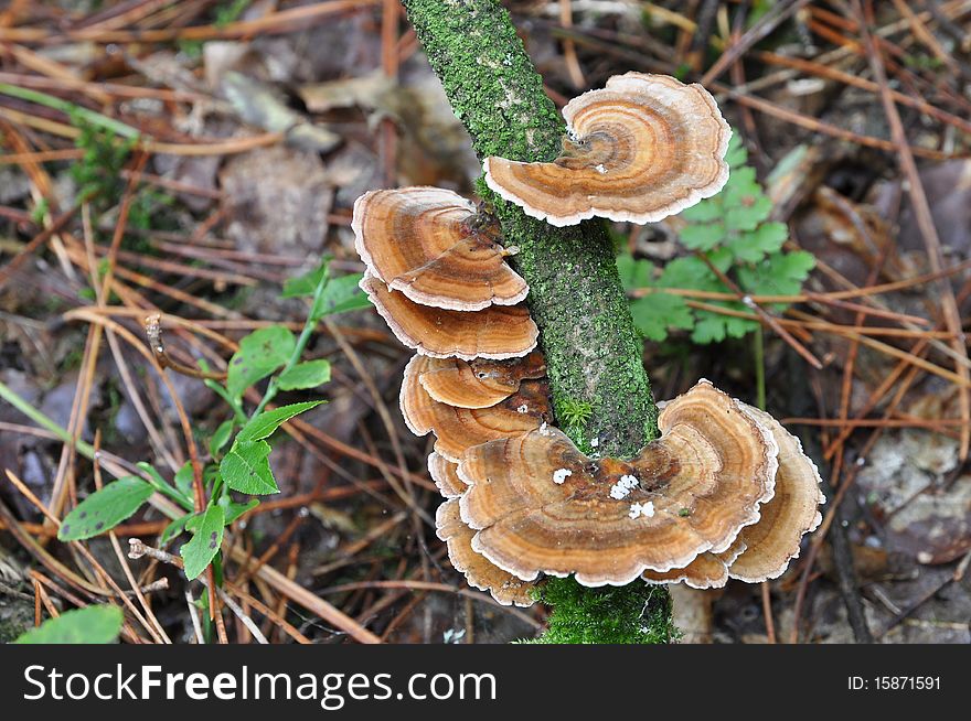 Flat mushroom on a greenish branch of a tree. Flat mushroom on a greenish branch of a tree