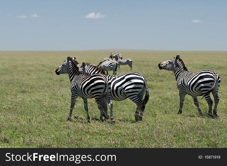 A group of zebra's grassing in serengeti tanzania