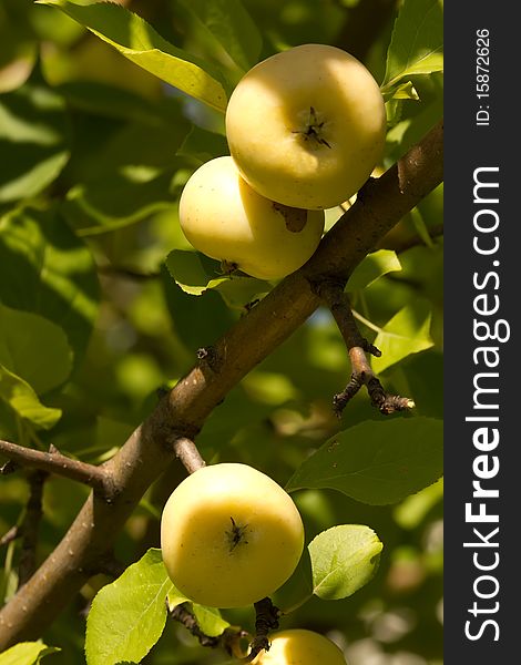 Fruit apple yellow ripe on a tree branch in a garden. Fruit apple yellow ripe on a tree branch in a garden