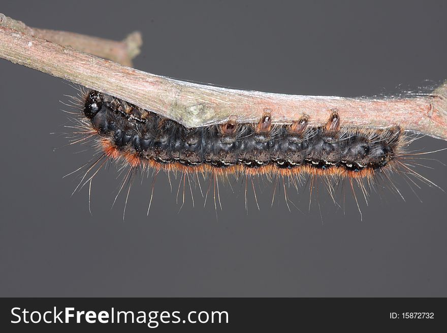 A caterpillar with urticant hairs walking on a branch. A caterpillar with urticant hairs walking on a branch