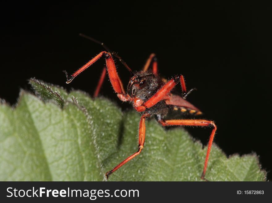 Rhinocoris iracundus is an assassin bug belonging to Reduviidae family