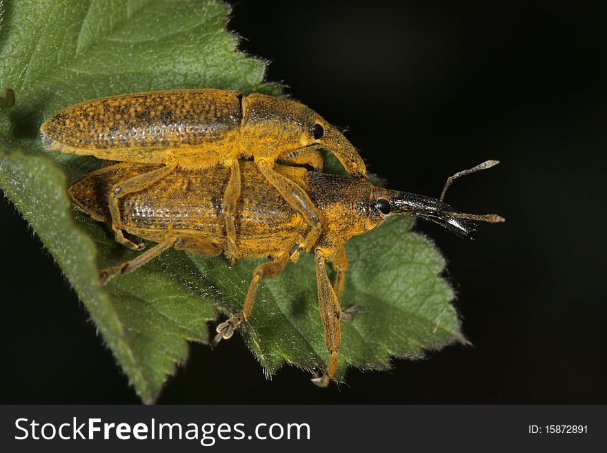Lixus pulverulentus is a very nice beetle belonging to Curculionidae family