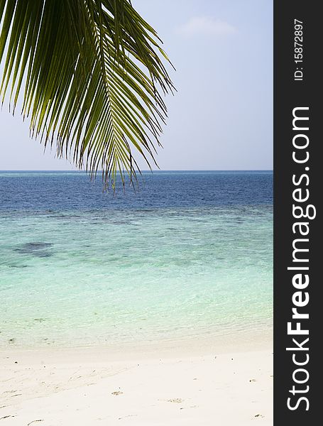 Maldives. Indian ocean view with palm leaf. Maldives. Indian ocean view with palm leaf