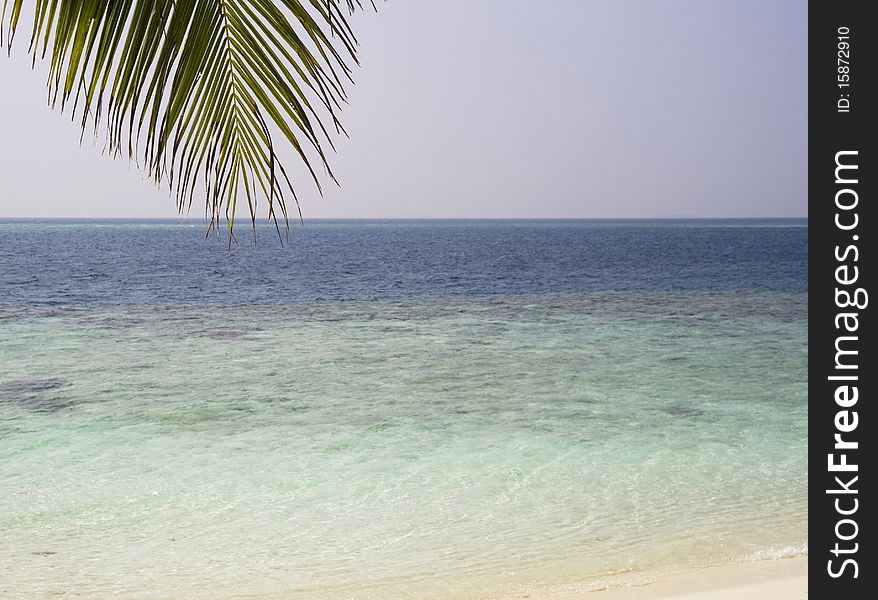 Maldives. Indian ocean view with palm leaf. Maldives. Indian ocean view with palm leaf