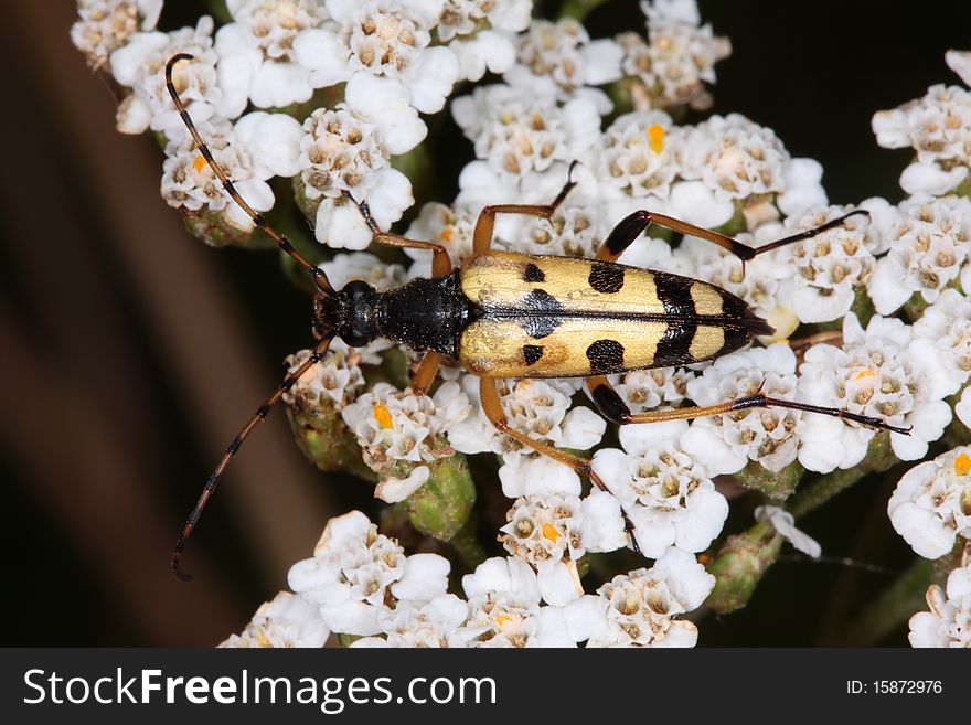 Stragalia maculata is a beetle belonging to Cerambycidae coleoptera family. Stragalia maculata is a beetle belonging to Cerambycidae coleoptera family