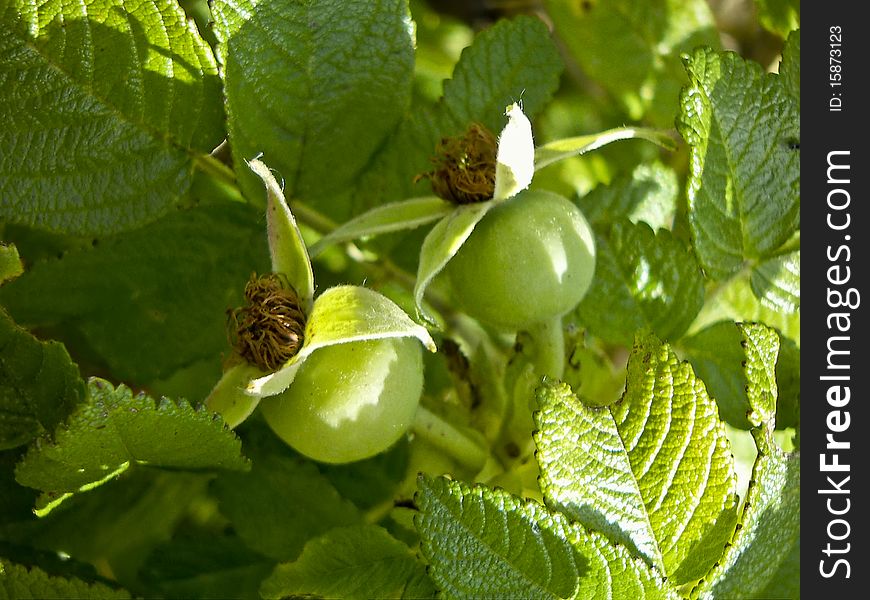 Rose hips