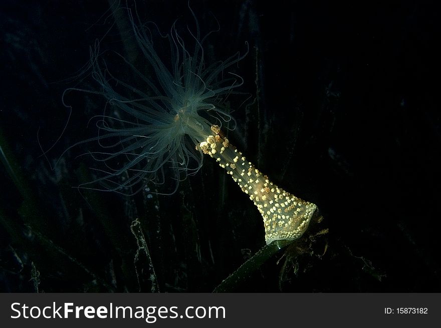 Night anemone Alicia mirabilis close up. Night anemone Alicia mirabilis close up