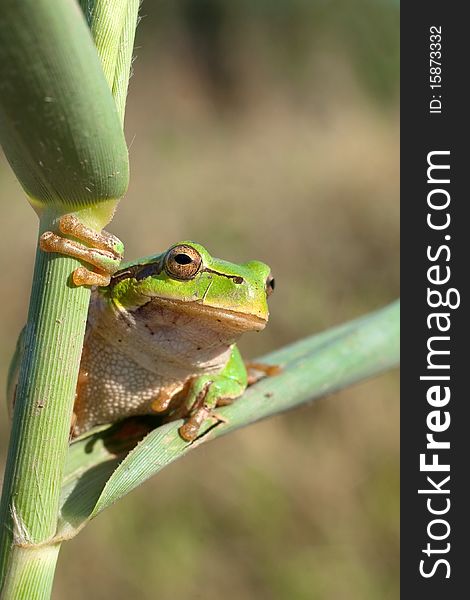 Green Tree Frog on a reed leaf (Hyla arborea). Green Tree Frog on a reed leaf (Hyla arborea)