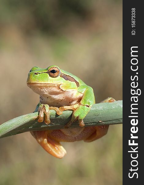 Green Tree Frog  on a reed leaf (Hyla arborea). Green Tree Frog  on a reed leaf (Hyla arborea)