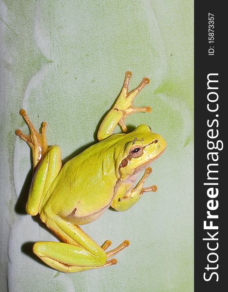 Green Tree Frog  / Hyla arborea
