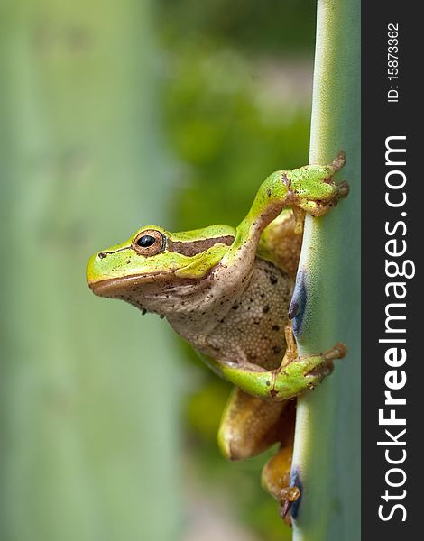 Green Tree Frog on agava leaf / Hyla arborea. Green Tree Frog on agava leaf / Hyla arborea