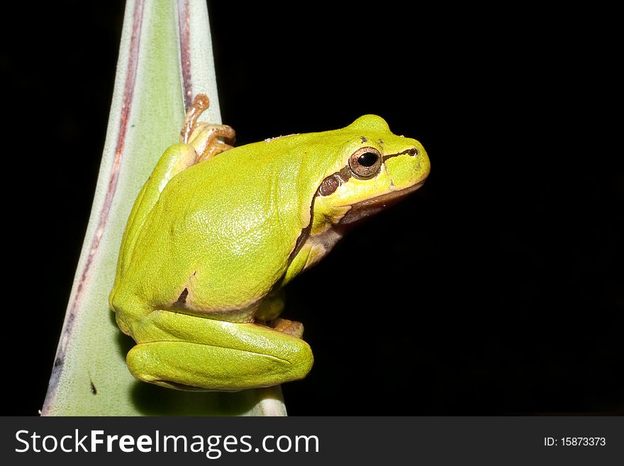 Green Tree Frog (Hyla arborea), close-up