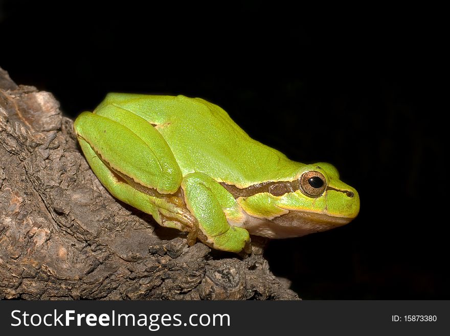 Green Tree Frog (Hyla arborea) , close-up. Green Tree Frog (Hyla arborea) , close-up