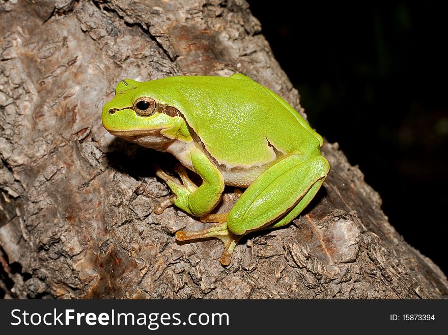Green Tree Frog / Hyla Arborea