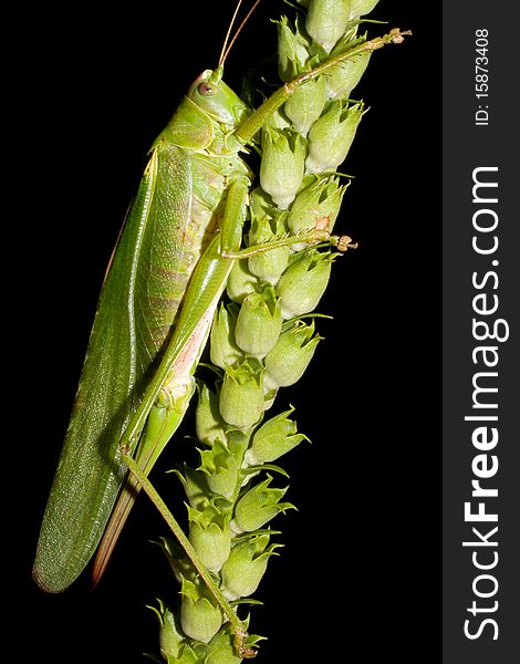 Great green bush-cricket  on a green leaf - Tettigonia viridissima. Great green bush-cricket  on a green leaf - Tettigonia viridissima