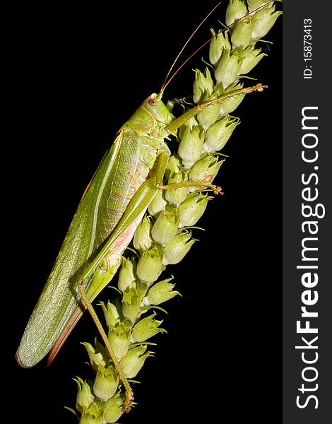 Grasshopper on a green flower - Tettigonia viridissima. Grasshopper on a green flower - Tettigonia viridissima