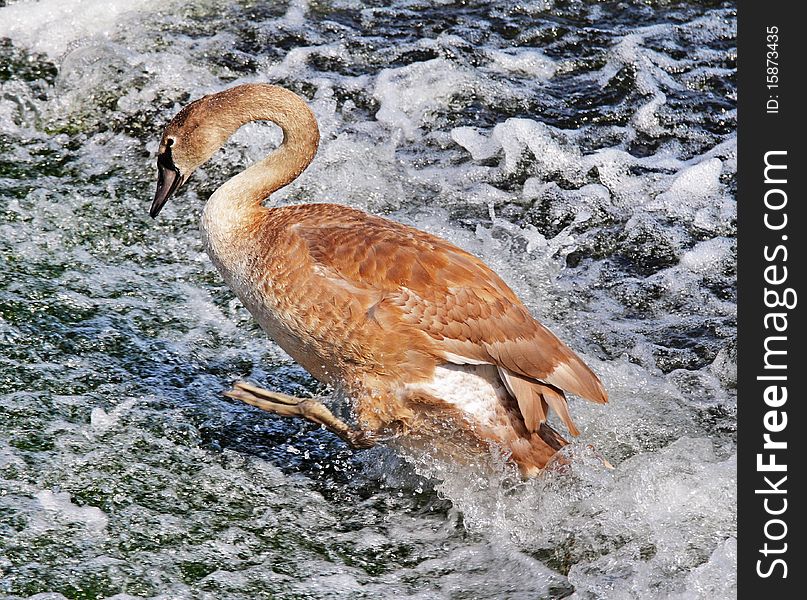 Young Swan paddling on a Foaming River Weir. Young Swan paddling on a Foaming River Weir