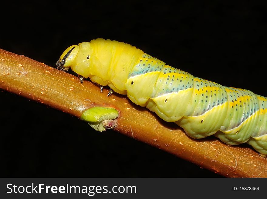 Hawk-moth (Death S-head) Caterpillar