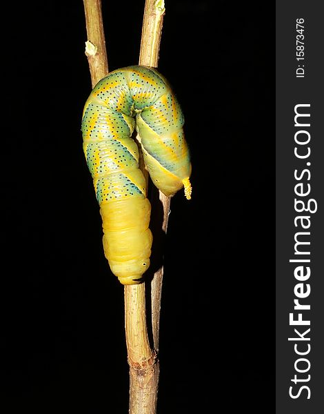 Hawk-moth Caterpillar / Acherontia Atropos