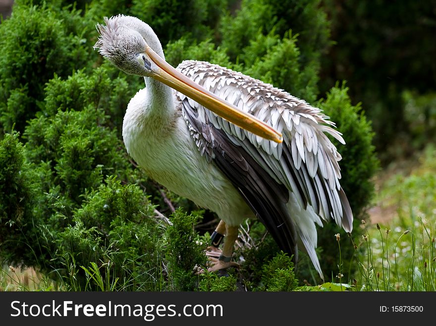 Pelican in a zoo environment