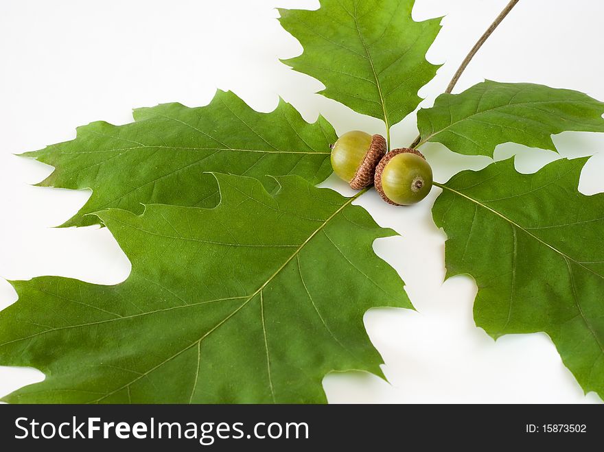 Acorns with the green oaken leaf on the white background. Acorns with the green oaken leaf on the white background