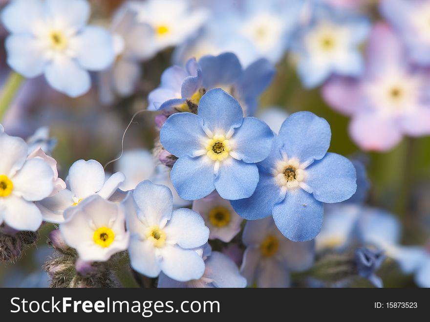 The photos are beautiful varietal collection of flowers in the sunlight