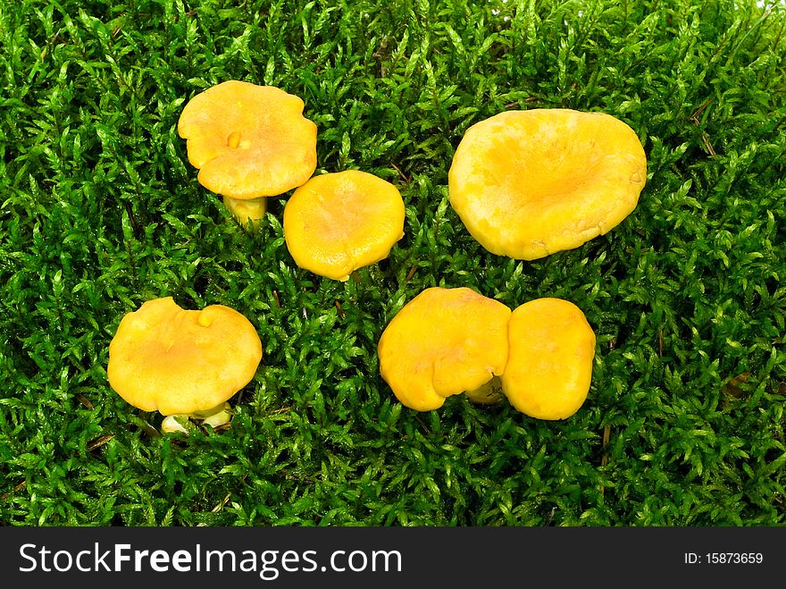 Mushrooms growing on green moss on the white background. Mushrooms growing on green moss on the white background