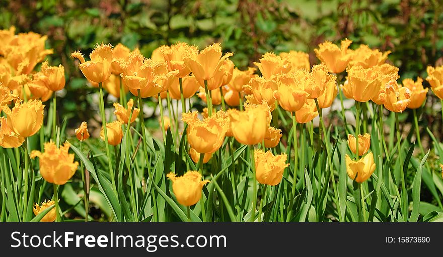 The photos are beautiful varietal collection of flowers in the sunlight. The photos are beautiful varietal collection of flowers in the sunlight