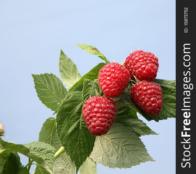 English raspberries growing in the summer sunshine. English raspberries growing in the summer sunshine