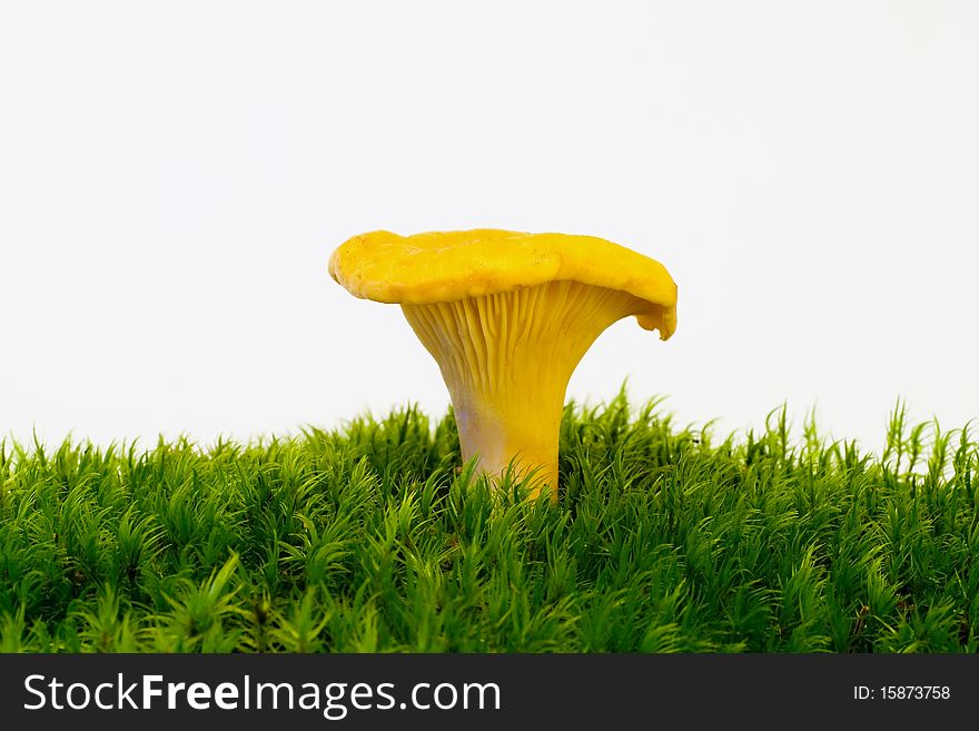 Mushrooms growing on green moss on the white background. Mushrooms growing on green moss on the white background