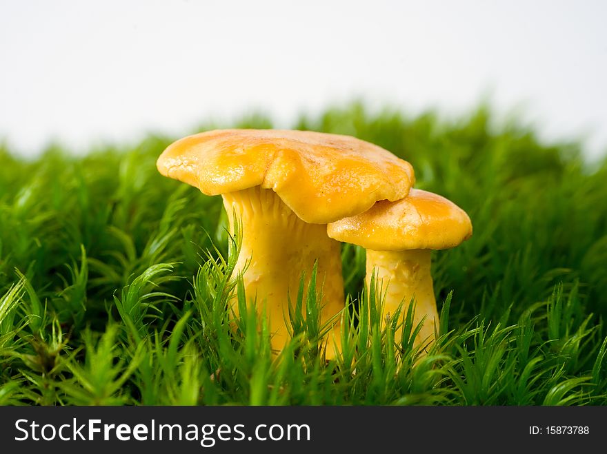 Mushrooms growing on green moss on the white background. Mushrooms growing on green moss on the white background