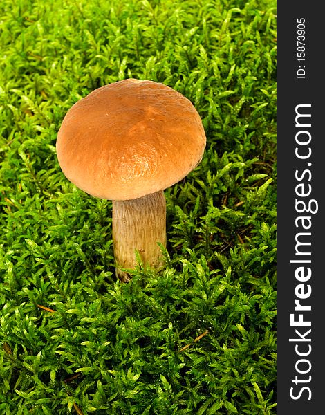 Mushroom boletus growing on green moss on the white background. Mushroom boletus growing on green moss on the white background