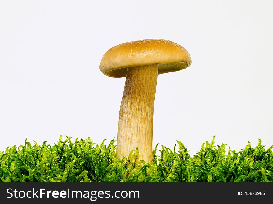 Mushroom boletus growing on green moss on the white background. Mushroom boletus growing on green moss on the white background