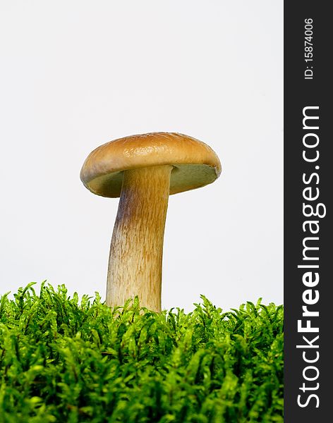 Young mushroom boletus
