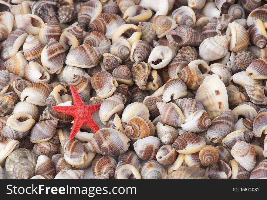 Composition of exotic shells isolated on a white background close-ups. Composition of exotic shells isolated on a white background close-ups