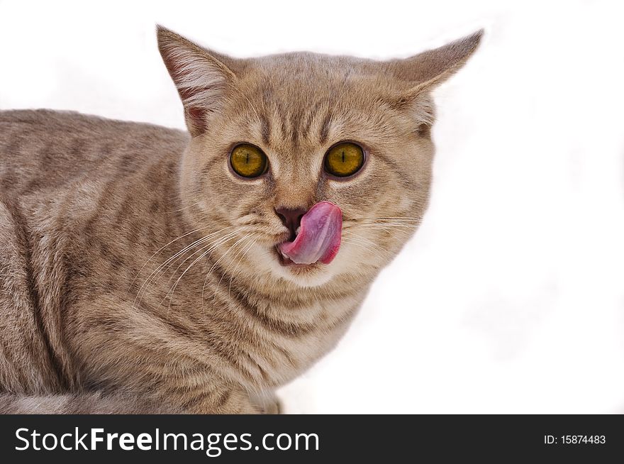 The British lilac tabby kitten with yellow eyes licks its lips. A close up. Isolation. The British lilac tabby kitten with yellow eyes licks its lips. A close up. Isolation.