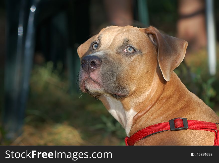 The American staffordshirskiy terrier is shown out by means of crossing of the English bulldog and English terrier